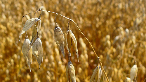 Avena nella dieta per il nostro benessere Avena nella dieta per il nostro benessere