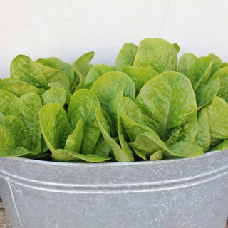 Insalata iceberg con tonno affumicato e cetrioli: un piatto last minute