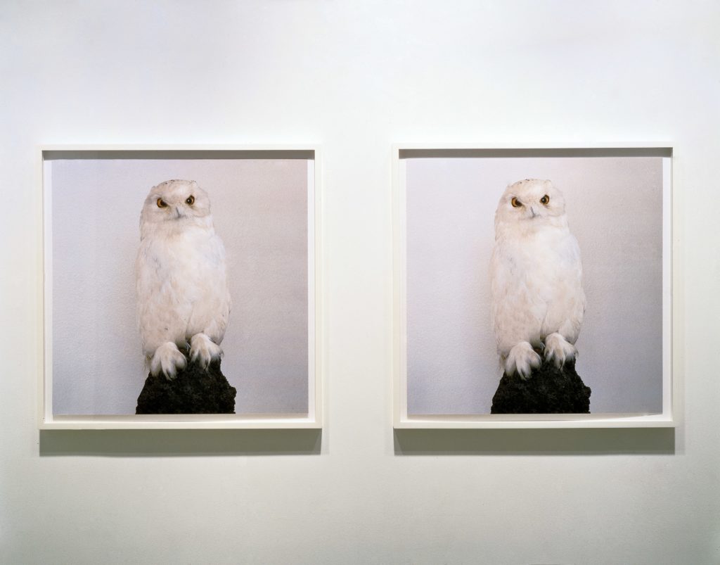 Opera di Roni Horn,