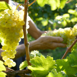 L'antiaging nasce sulle colline del Prosecco