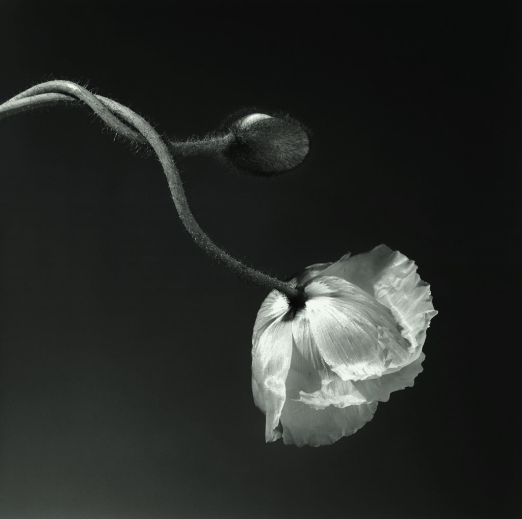 La mostra di Mapplethorpe a Roma nel weekend