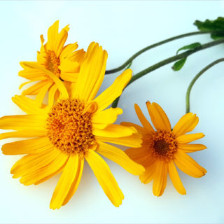 Arnica in crema: i consigli e i prodotti migliori Arnica in crema: i consigli e i prodotti migliori