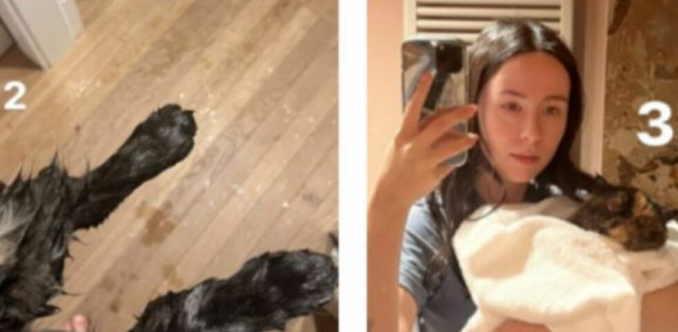 Aurora Ramazzotti, incidente domestico con il gatto: "Mi sono allontanata un secondo..." Aurora Ramazzotti, incidente domestico con il gatto: "Mi sono allontanata un secondo..."